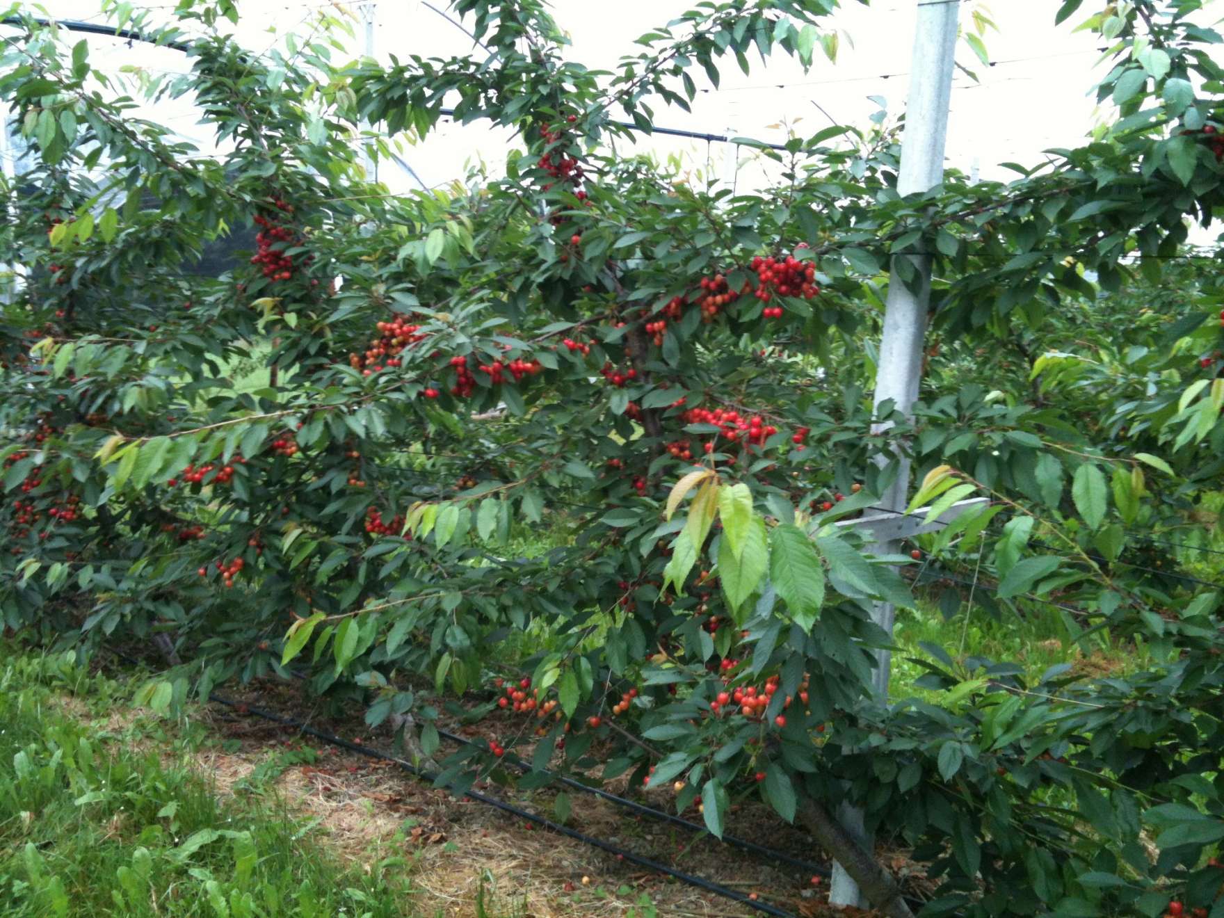 Kirschenernte Kirschenernte